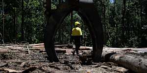 A native forest logging site in Wild Cattle Creek State Forest that will become part of the Great Koala National Park.
