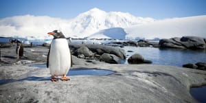 Which cruise ships go to Antarctica? A travel guide to Earth's final frontier