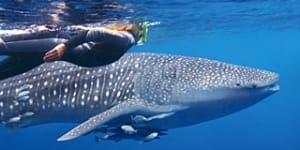 Ningaloo Reef,Western Australia:A whale of a time