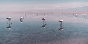 Desert flamingos in sunset lagoons:Chile’s new kind of wonderful