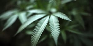 Legal cannabis in ACT could pave way for further decriminalisation