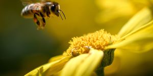 Bees stung by genetics as lifespan halves,says study