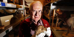 Wilkinson in 2011 inspecting a Leadbeater’s Possum specimen in the Melbourne Museum archives.