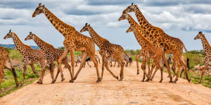 Like elephants,grandmother giraffes spend years caring for young