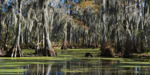 What lurks in the swamps of New Orleans?