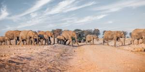 Elephants on parade near Elewana Tortilis Camp.