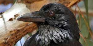 A juvenile crow,whose eyes have not yet turned white.