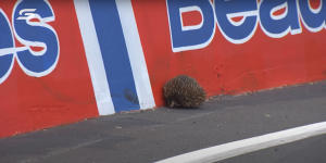 An echidna on the racetrack forced the 2021 Bathurst motor race to a crawl until the surprise late entry could be safely removed.