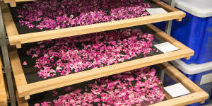 Roses from Jurlique’s biodynamic farm being dried before being sent for processing.