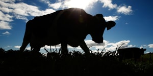 Chinese owners of scandal-ridden dairy scramble to sell the farm