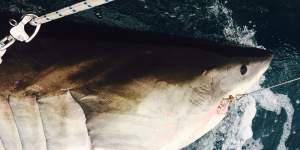 A white shark caught on a smart drumline,tagged and released near Evans Head. 