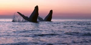 Humpback whales double breaching,Platypus Bay,Fraser Island.