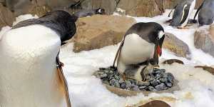 A penguin with a chick at Sea Life Melbourne Aquarium. 