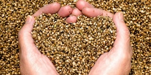 Is it high time parents embrace hemp foods?