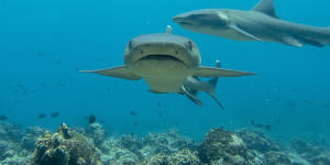 White-tip reef sharks at North Seymour Island. These are one of the most abundant shark species in the Galapagos.