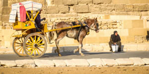 Animal welfare in Egypt:Cairo's Brooke Hospital is helping the horses that serve tourists