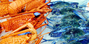 Wine,lobsters could be next in China-Australia trade thaw