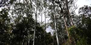 Koala habitat in a state forest on the NSW north coast.