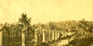 An older iteration of a fence at Wilsons Prom,date unknown. 