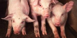 Australian pork producers are advised to ramp up biosecurity efforts following an outbreak of African Swine Fever overseas.