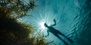 ‘When the weird things come out’:Melbourne’s snorkelling secrets revealed