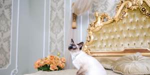 Many “pet-friendly” hotels are not friendly to cats.