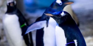 A same-sex penguin couple is raising a"genderless"chick (pictured with a gender-neutral purple tag) at the London Aquarium,