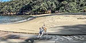 Michael Howard and his dog’s secret beach.