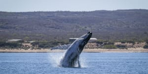 A humpback jumps near Qualing Pool in the Exmouth Gulf.