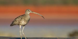 An eastern curlew,a weary traveller just looking for a place to rest and eat.