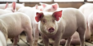 International students among biggest threat of bringing African swine fever to Australia