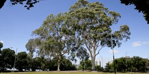 Branching out:Readers reveal their favourite Melbourne trees
