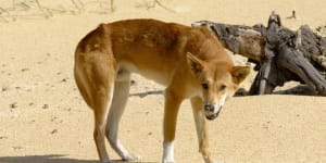 Dingo involved in K’gari attack captured and euthanised