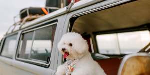 Pack your pooch! There has never been more of a demand for pet-inclusive getaways