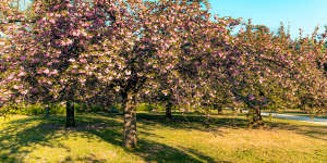 Parc de Sceaux:shoulder season means cherry blossoms.