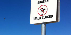 Two Perth beaches to install 24/7 shark alarms