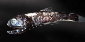 More than 1000 metres beneath the ocean's surface,these fish may have a unique way of seeing colours