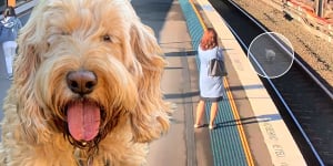 Ten-year-old spoodle Heidi had a morning run on one of Sydney’s busiest train lines.