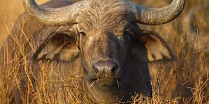 ‘Black death’:US big-game hunter killed by buffalo he was targeting