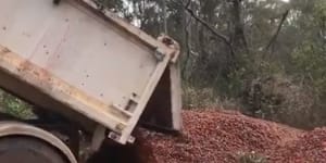 'In three days we lost it all':Strawberry farm video shows damage done