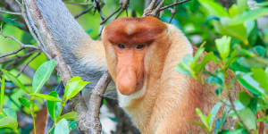 A proboscis monkey in Sabah.