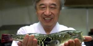 A chef shows off a fugu or pufferfish at his restaurant in Japan. The pufferfish can be deadly if not prepared correctly.