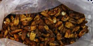 Eating insects could end up bugging people allergic to shellfish