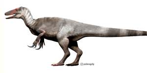 Megaraptors,predators similar to their more famous cousins the tyrannosaurus,were six to 10 metres long.