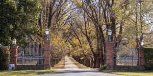 The elm-lined driveway leading to All Saints Estate in Wahgunyah. 