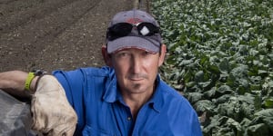 Farmer Paul Gazolla is having to dump 30 per cent of his vegetables because he doesn’t have enough staff to pick them.