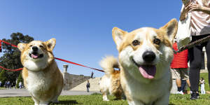 Corgis in crowns mark minute’s silence for Queen