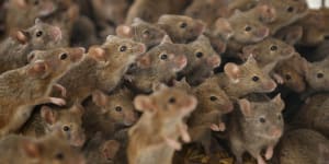 Stand down Pied Piper,the mouse plague isn’t coming to Sydney