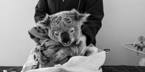 A rolled-up towel serves as a tree-trunk substitute for this sedated koala during ANU research into the impact of bushfires. 