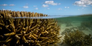 There have been five mass coral bleaching events since 1998 that affected more than 98 per cent of the Great Barrier Reef.
